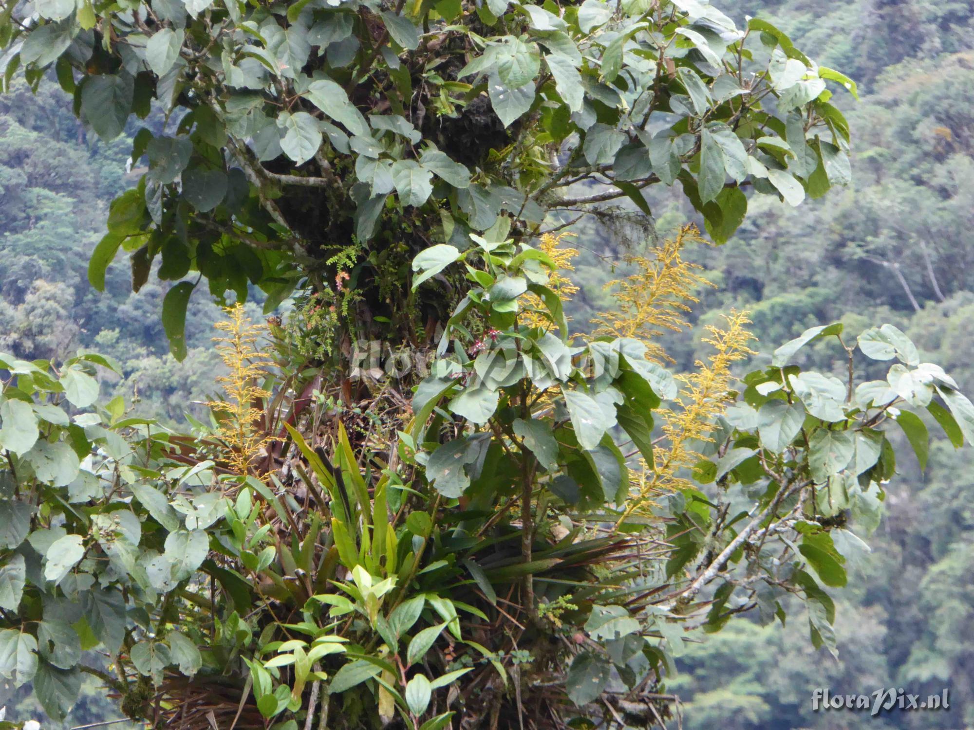 Guzmania hirtzii