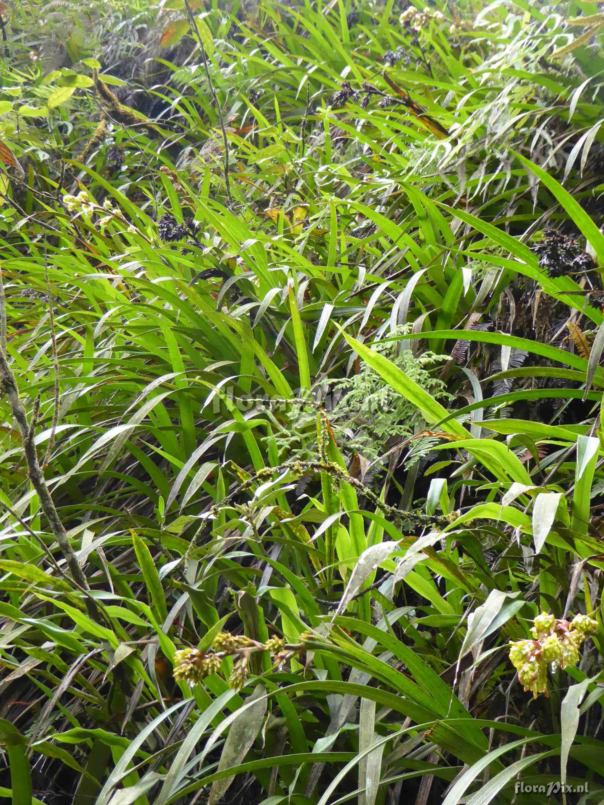 Guzmania sp. 