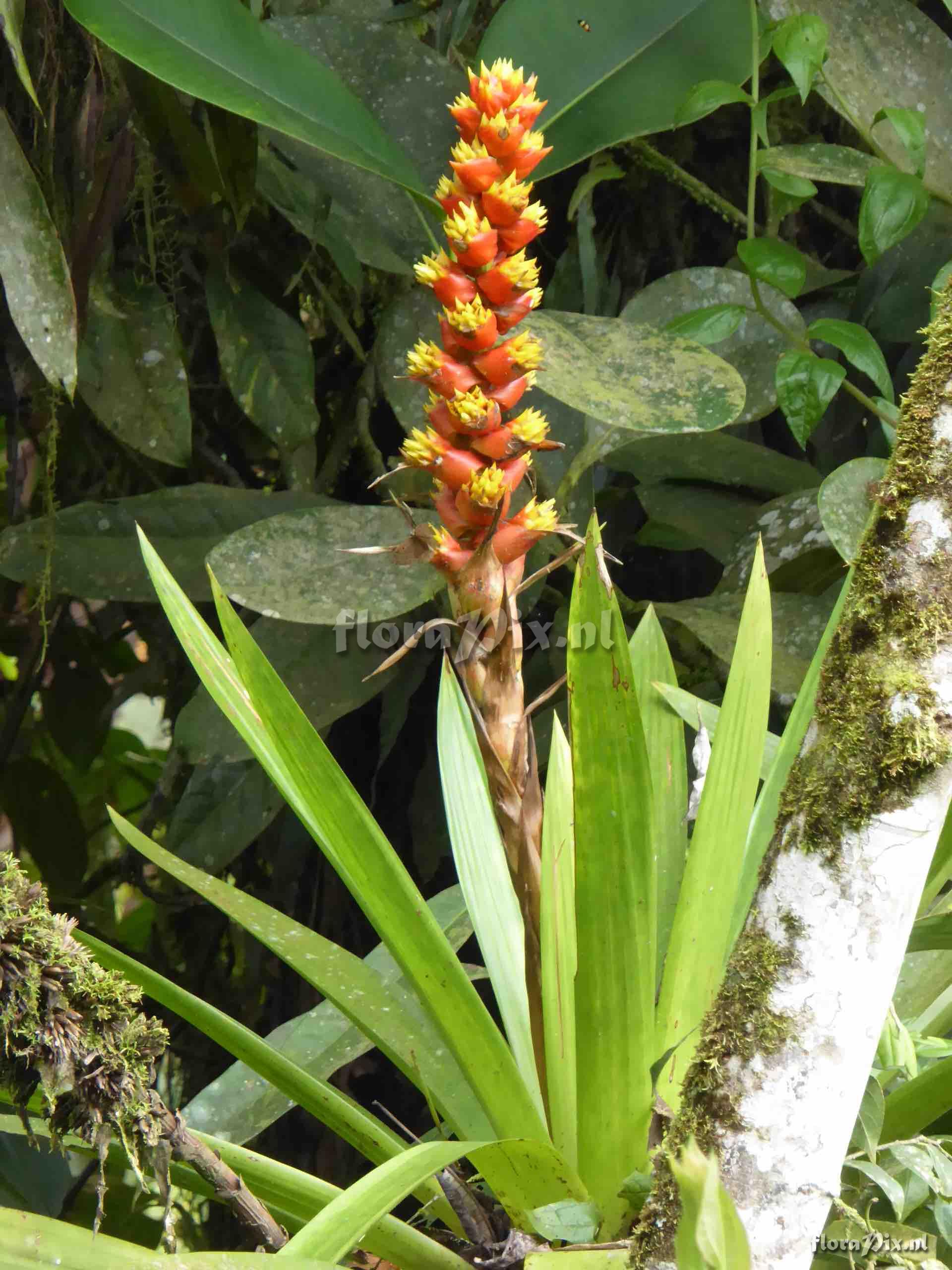 Mezobromelia spec. nov.