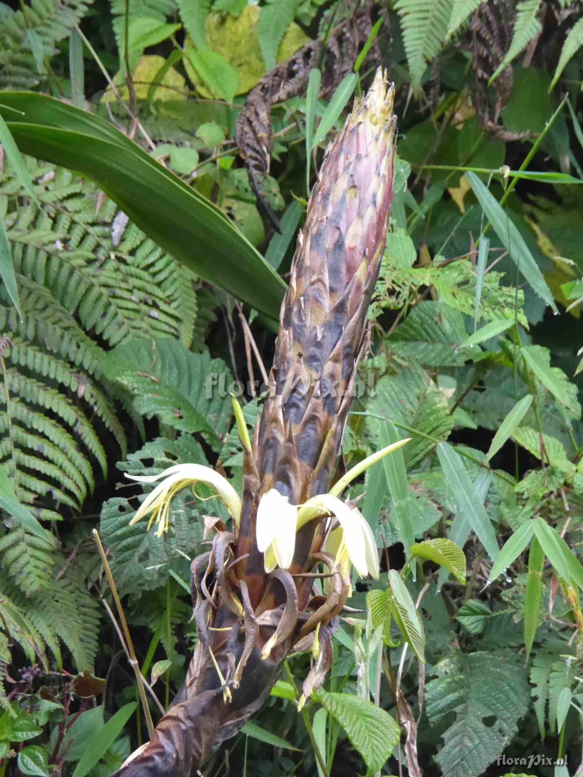 Pitcairnia cf. brunnescens