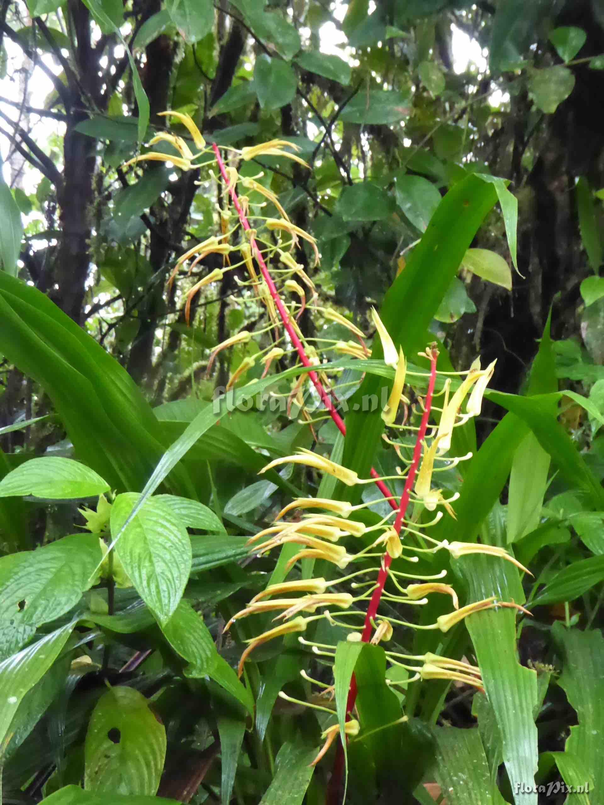 Pitcairnia spectabilis