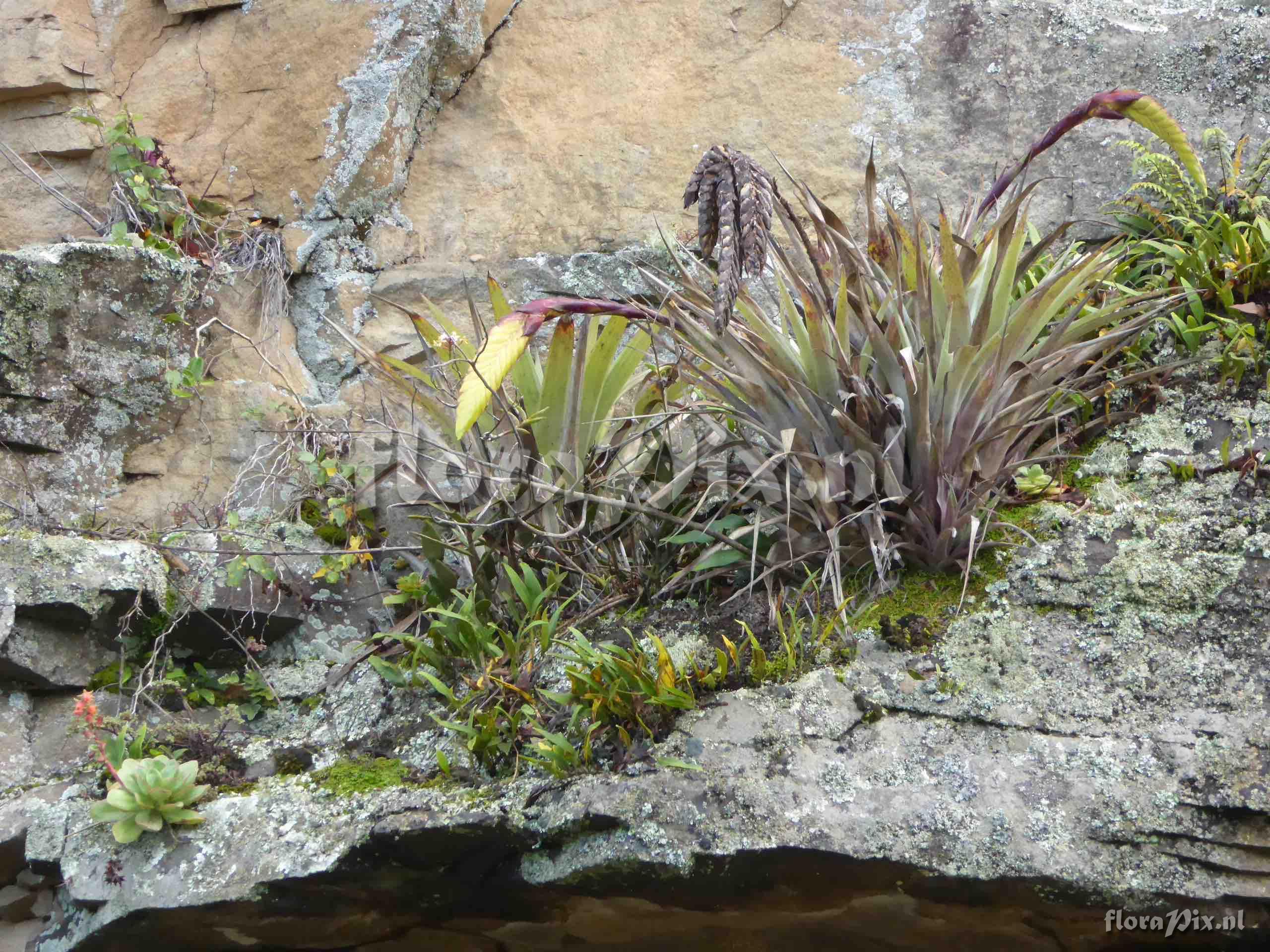 Tillandsia lajensis