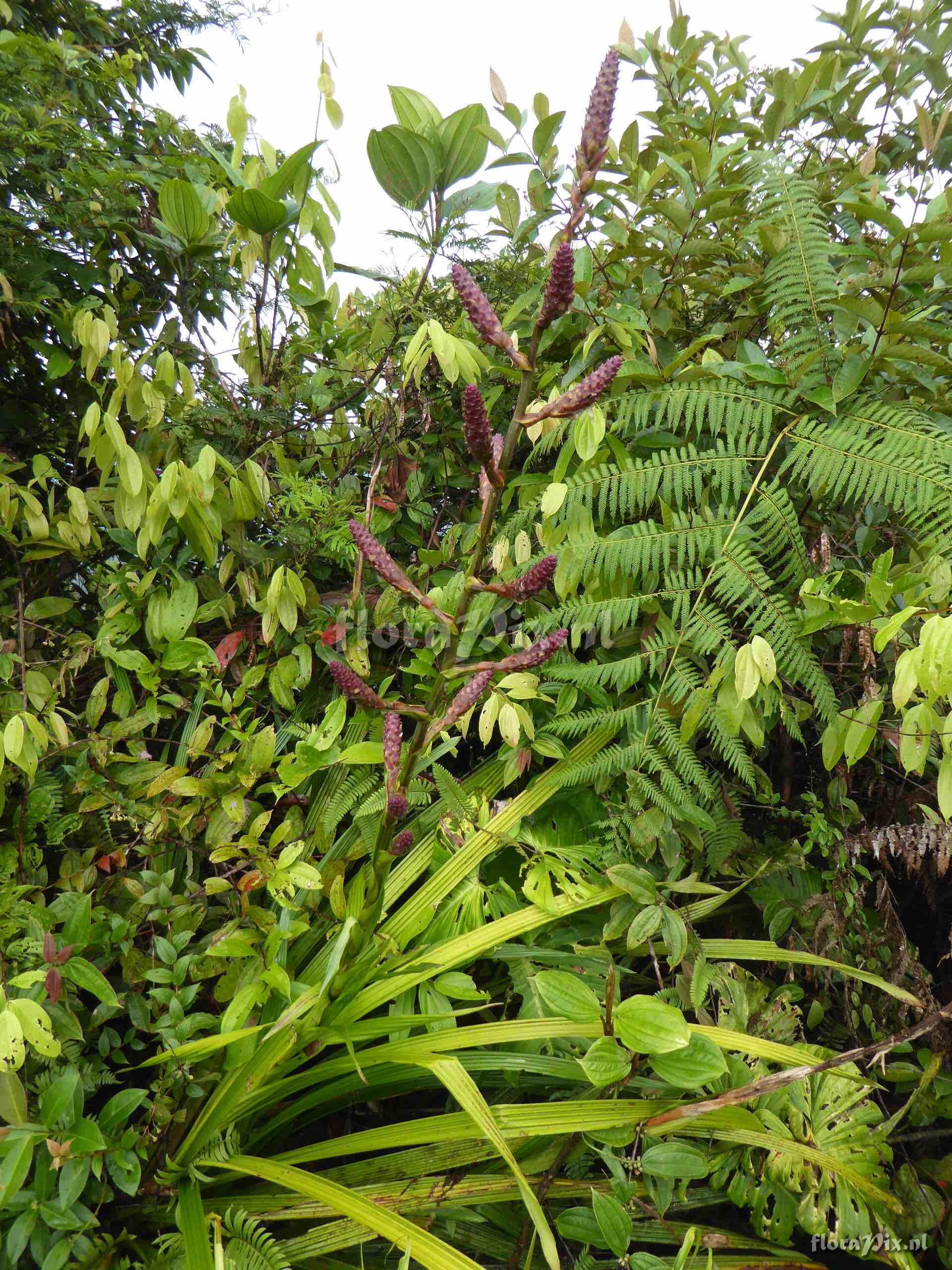 Guzmania hollinensis