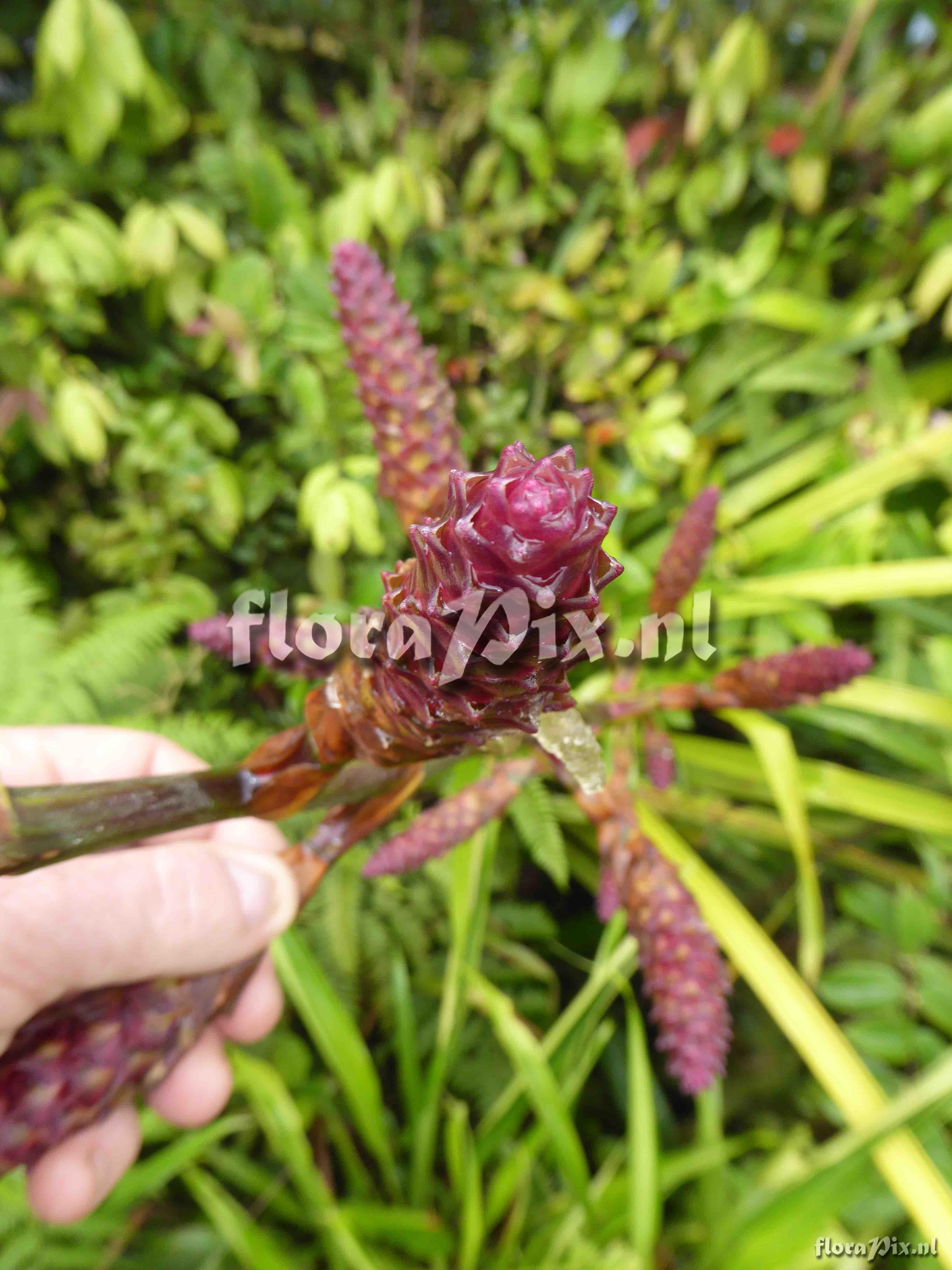 Guzmania hollinensis