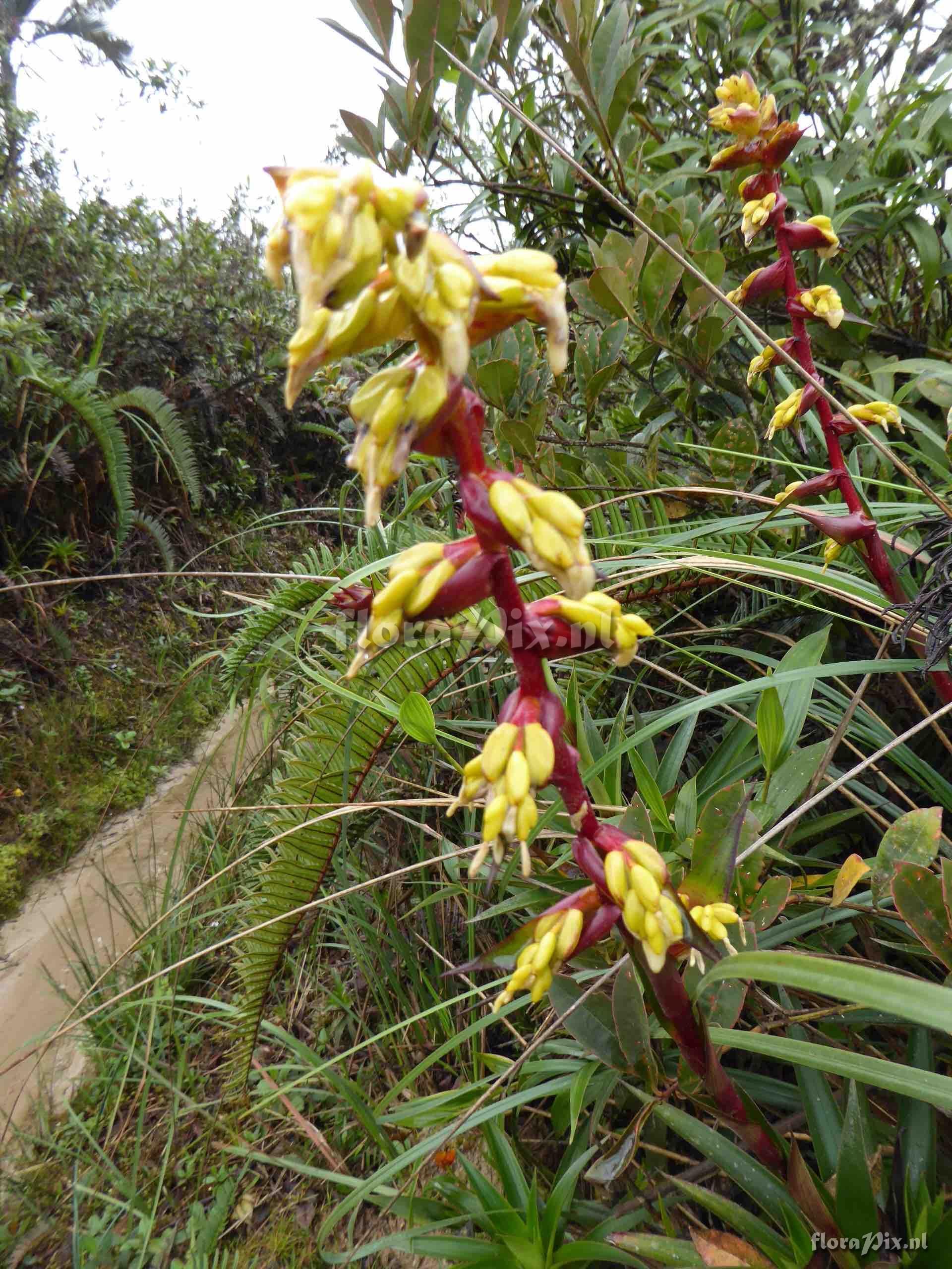 Guzmania sp. 