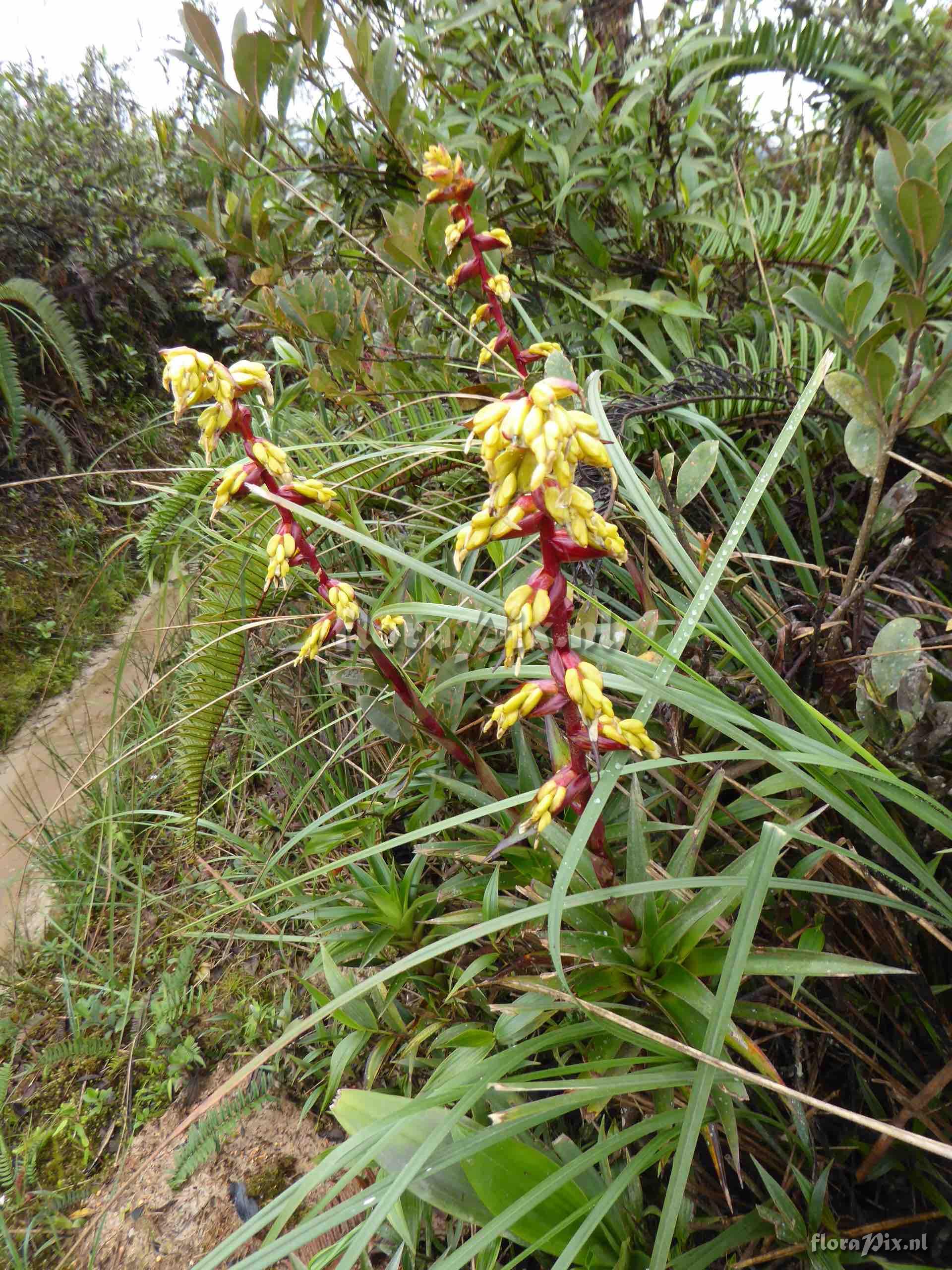 Guzmania sp. 