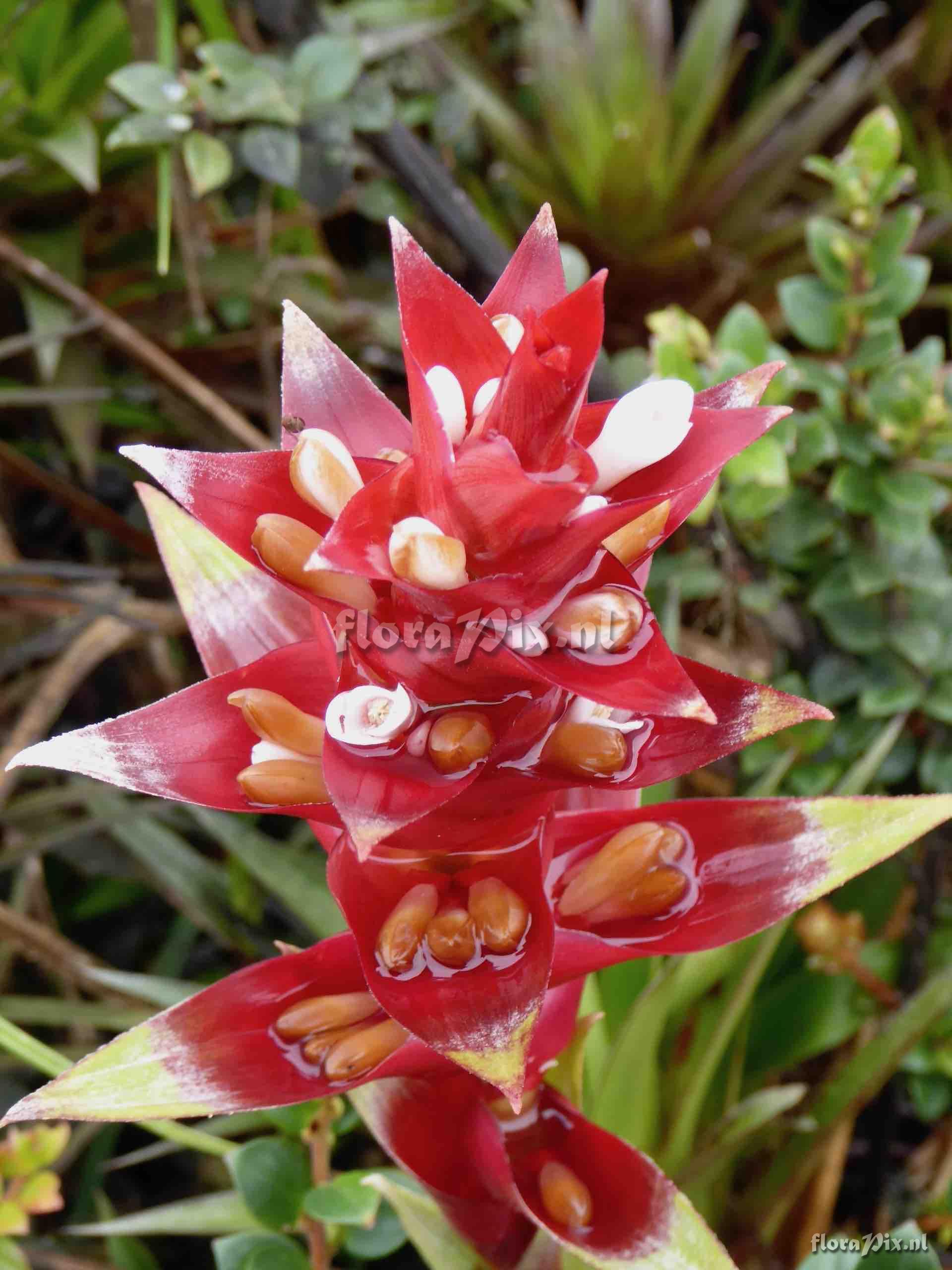 Guzmania lychnis