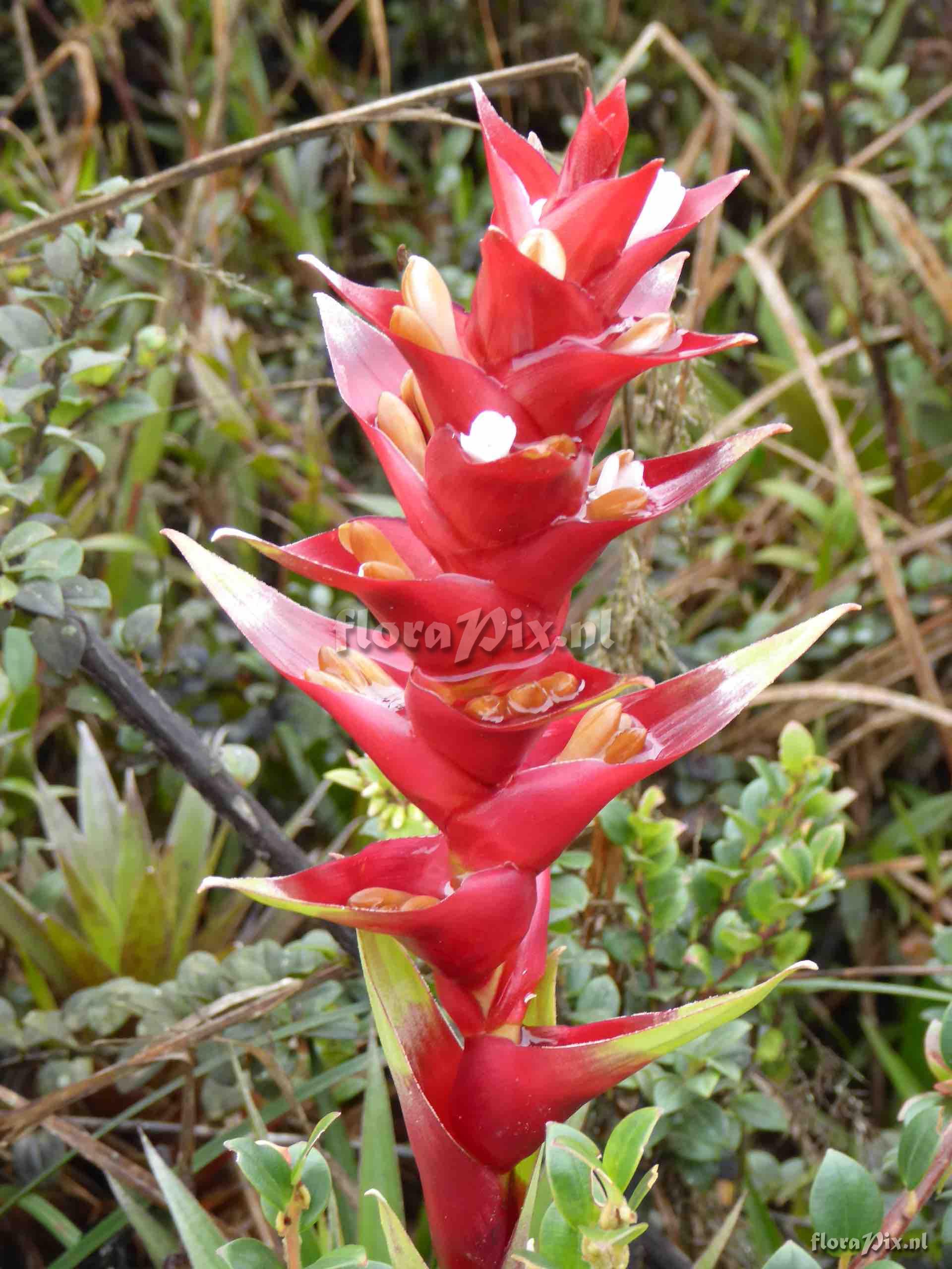 Guzmania lychnis