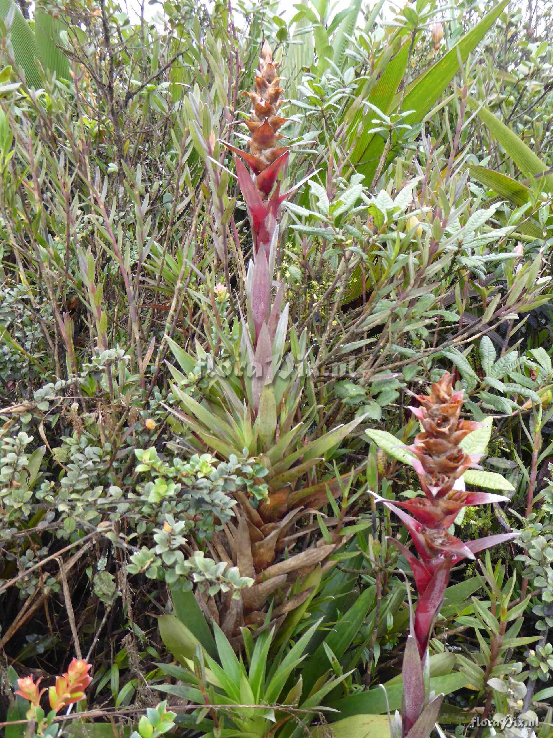 Guzmania lychnis