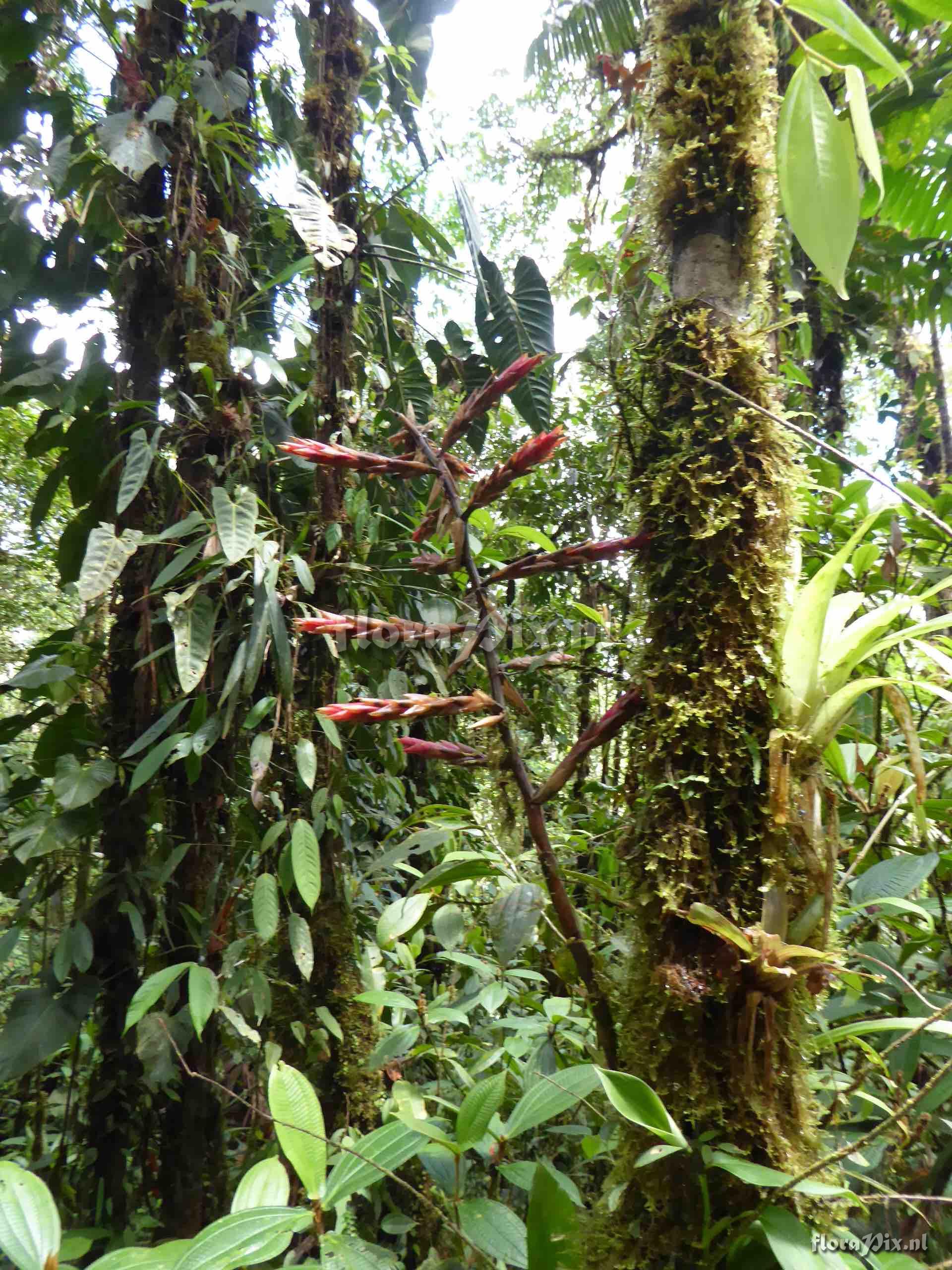 Guzmania regalis