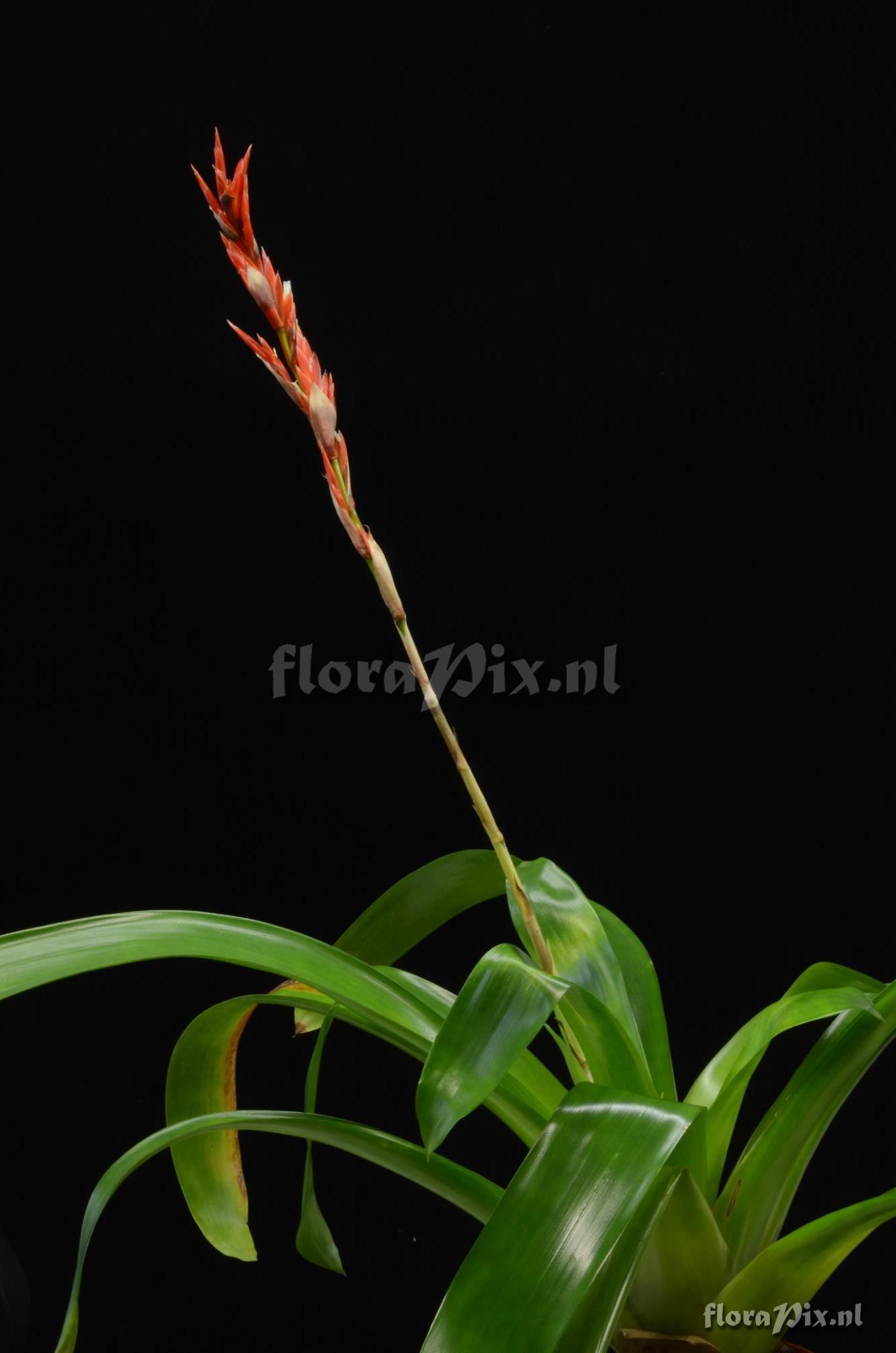 Vriesea elata 