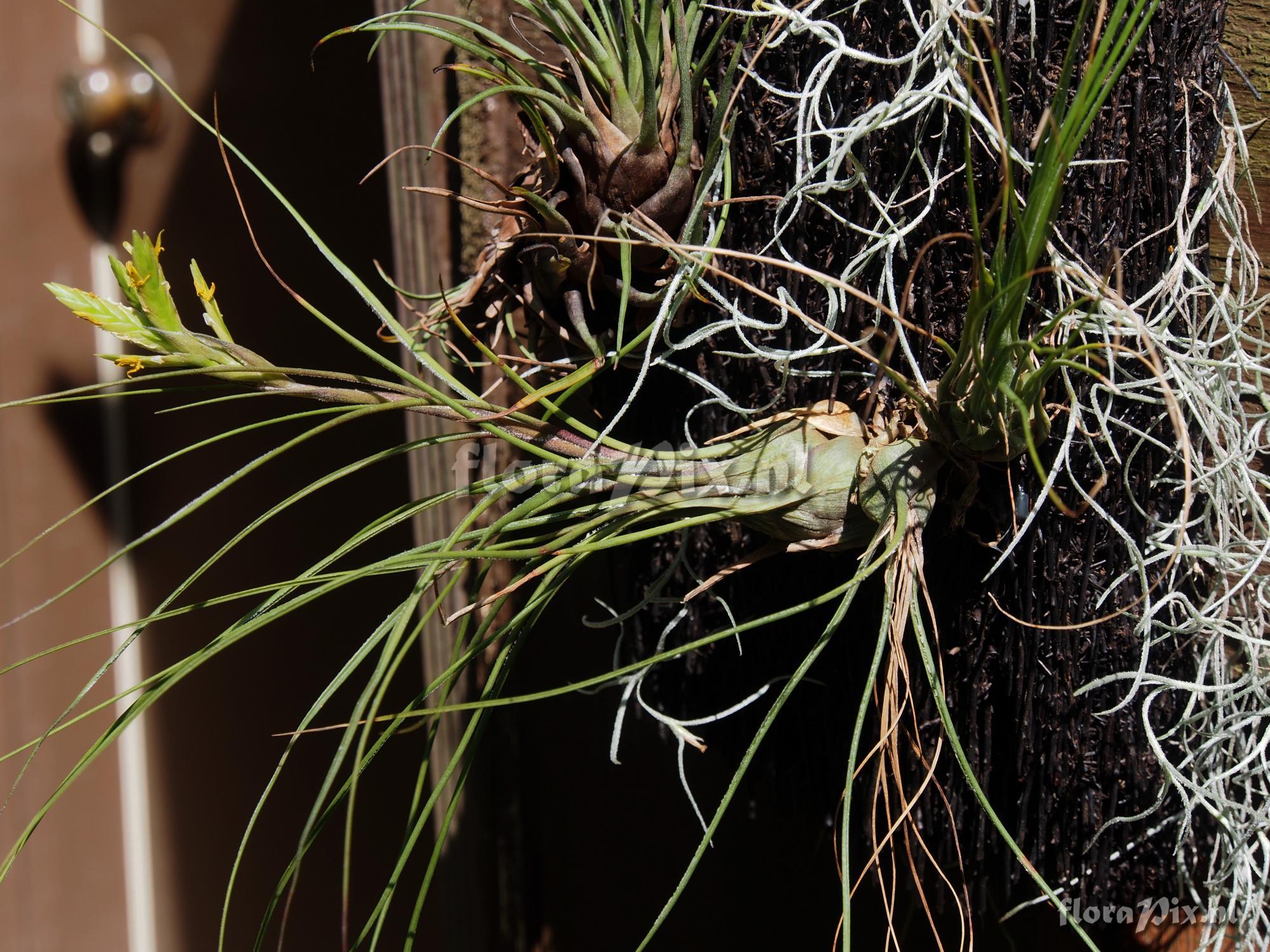 Tillandsia disticha