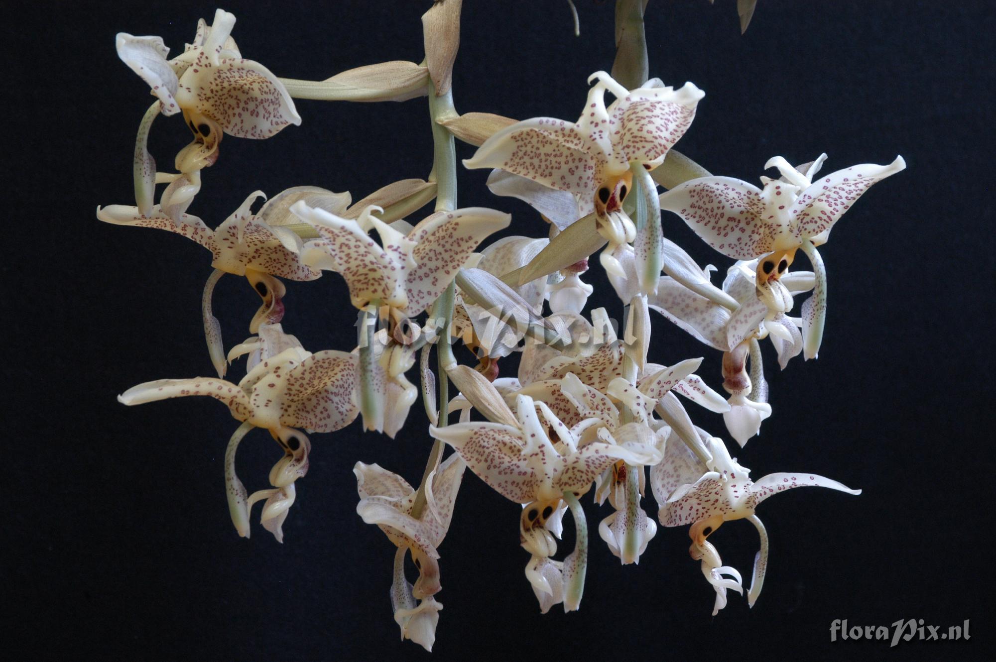 Stanhopea oculata