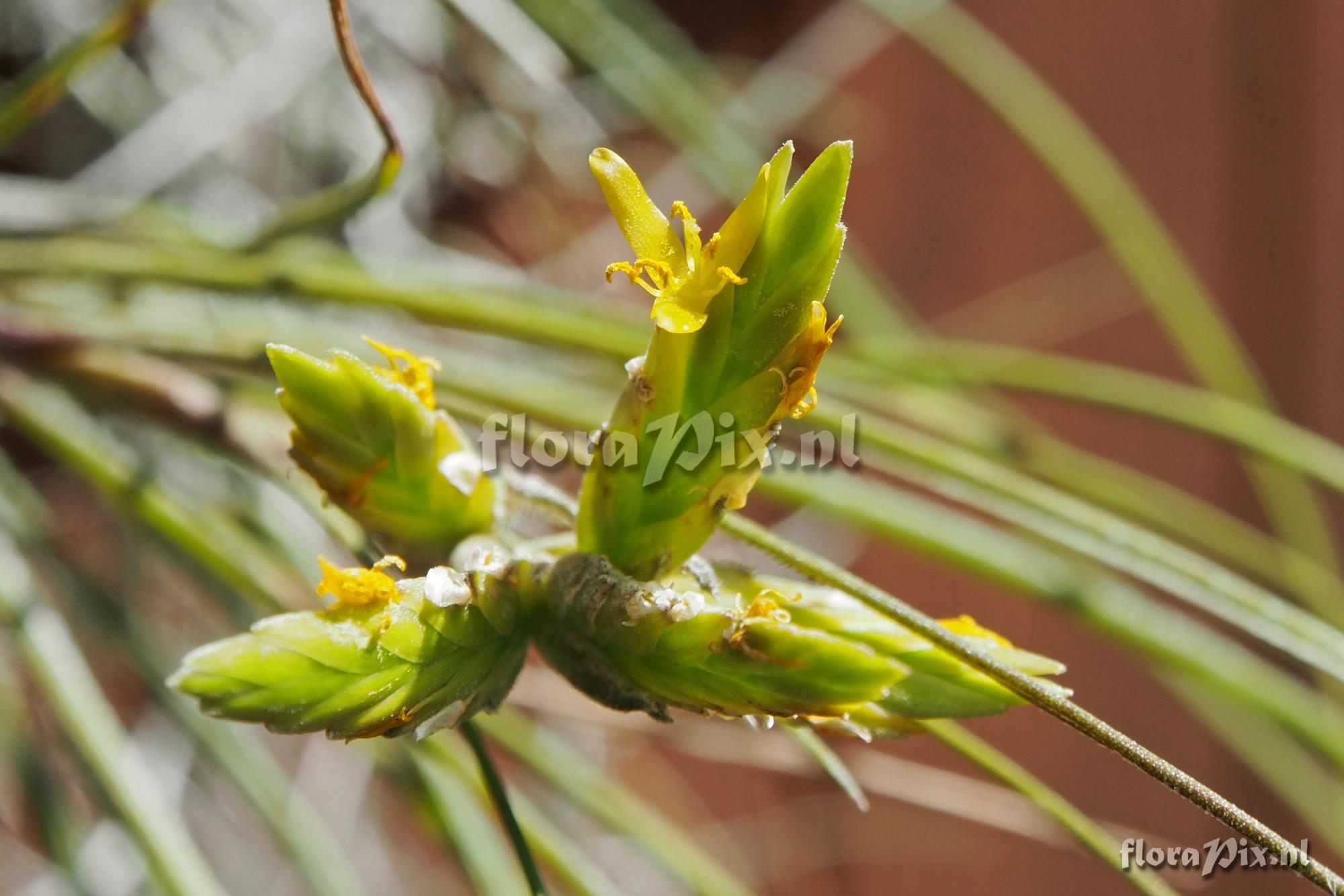 Tillandsia disticha