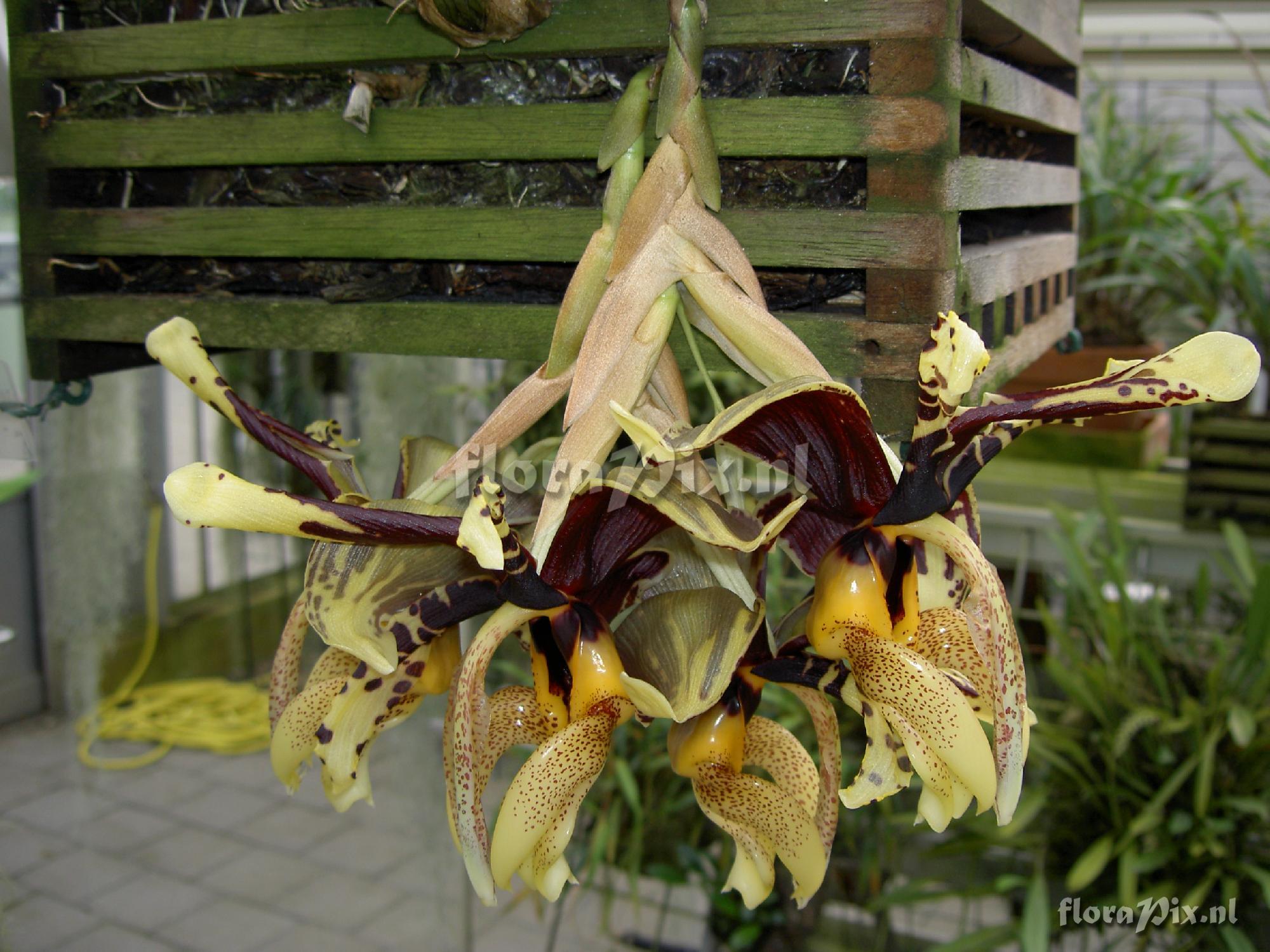 Stanhopea tigrina