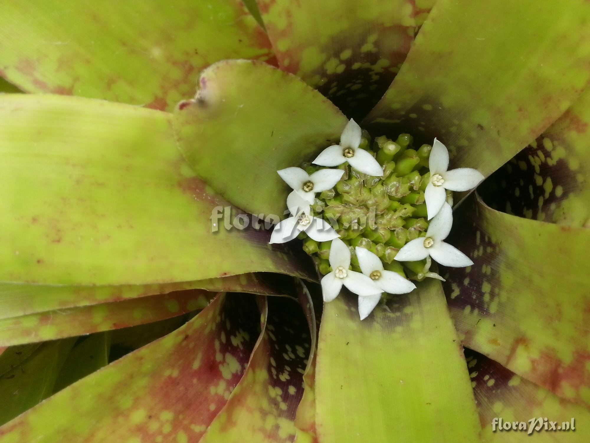 Neoregelia laevis f. maculata