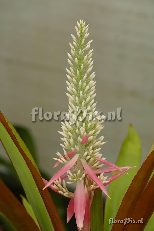 Aechmea jungurudoensis