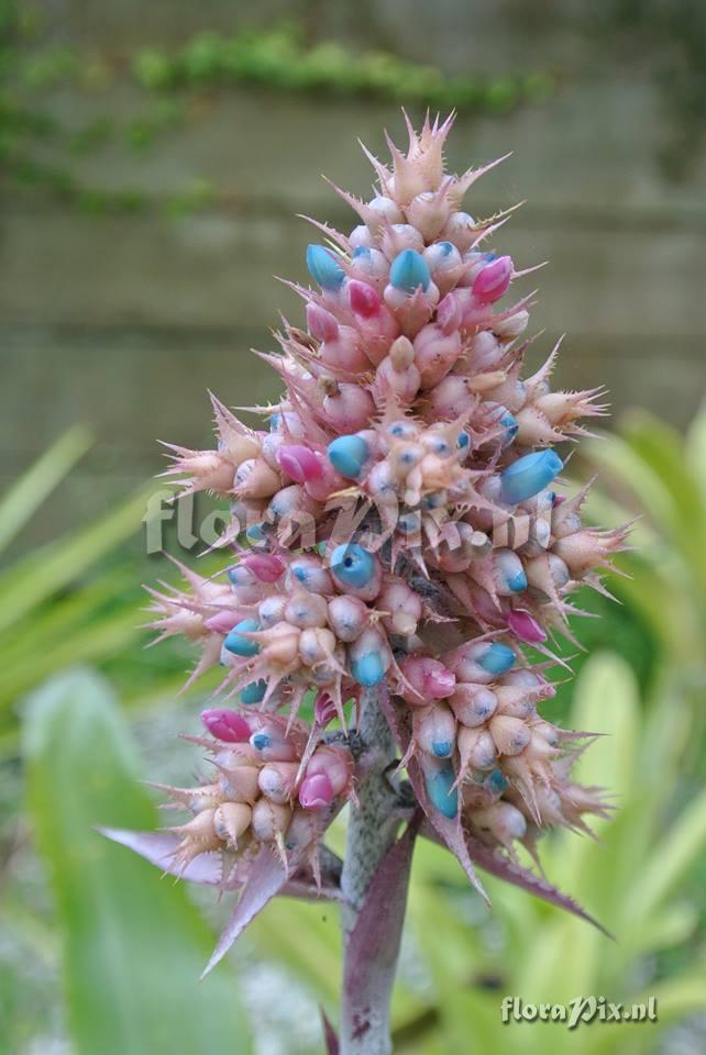 Aechmea caesia