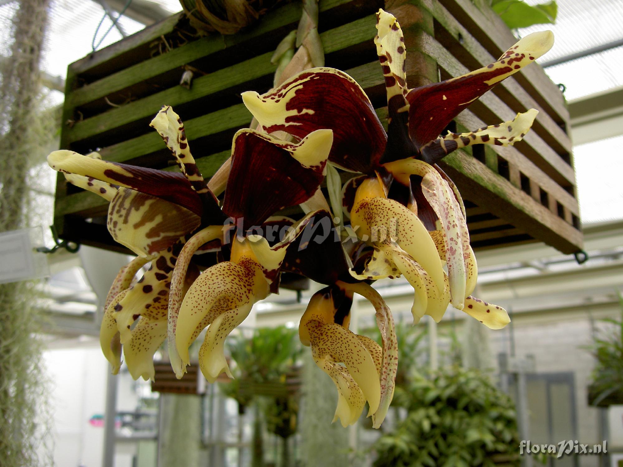 Stanhopea tigrina