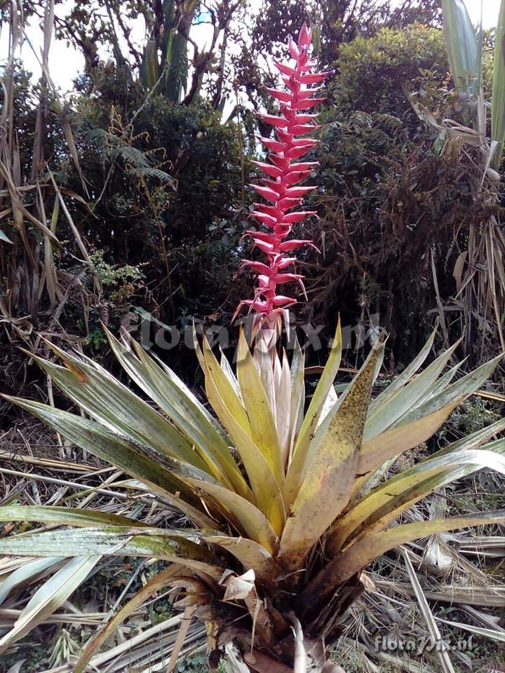 TIllandsia wurdackii