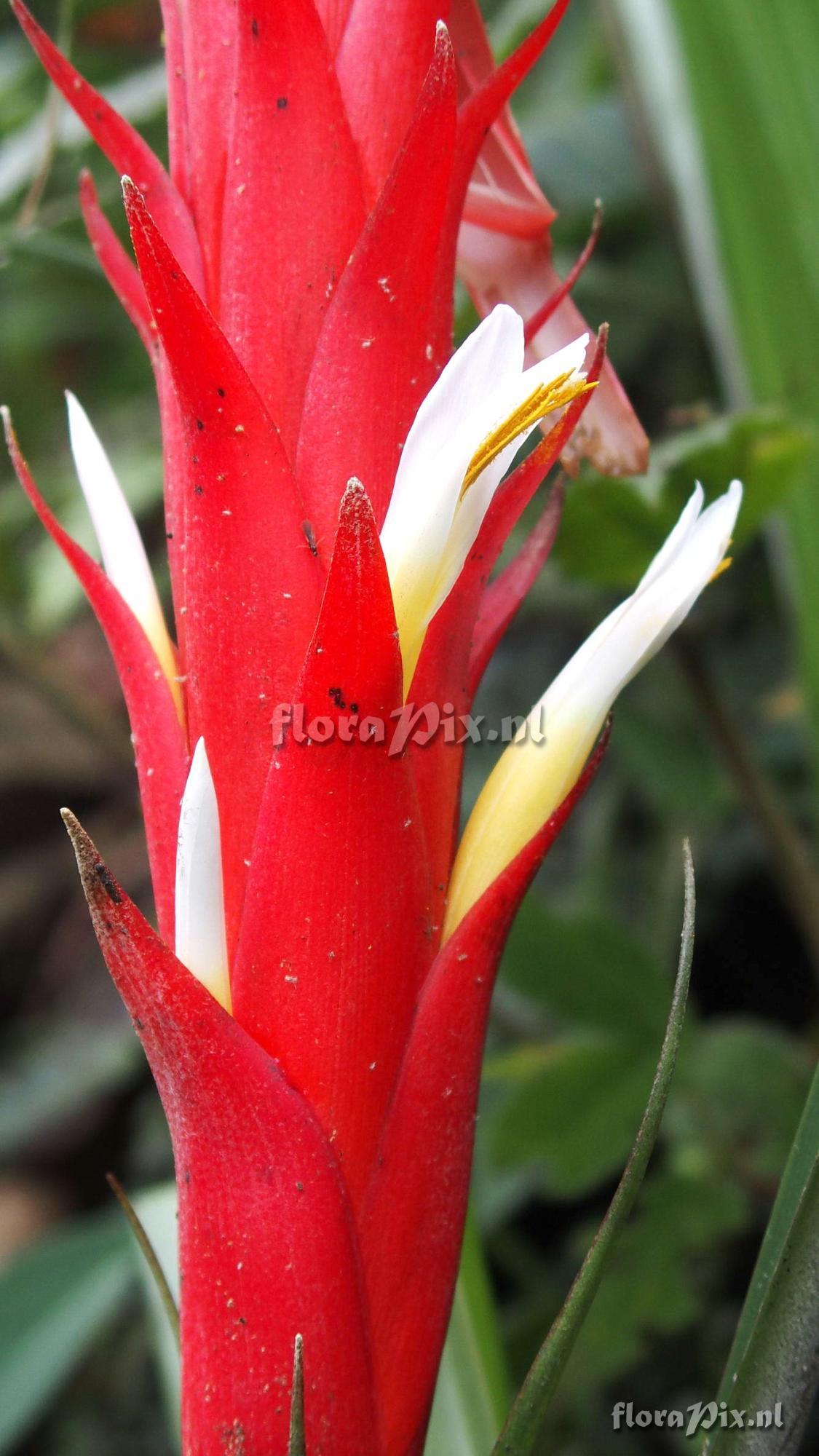 Pitcairnia 