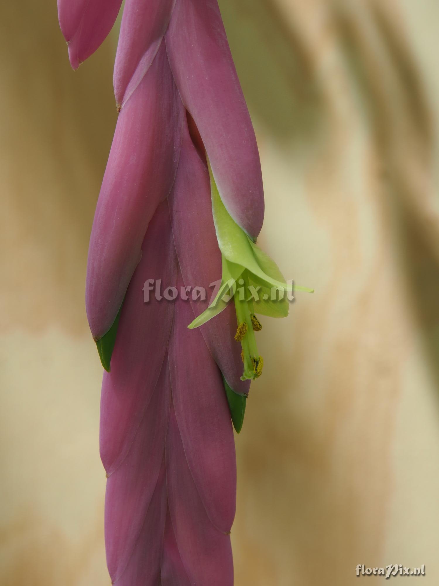 Tillandsia penduliscapa?