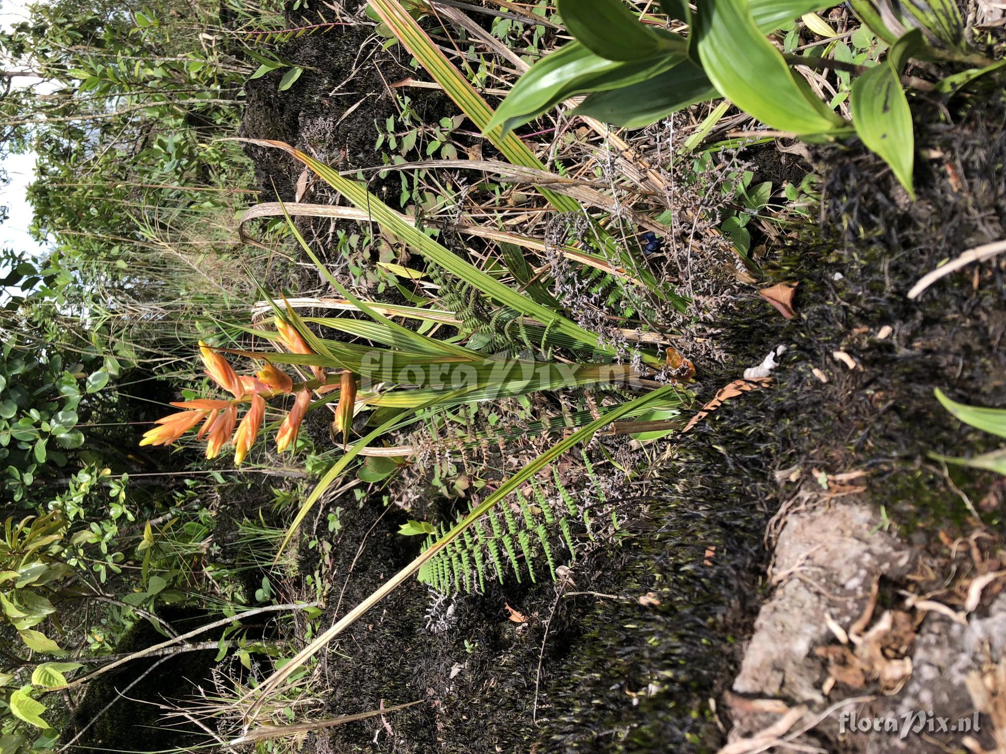 Guzmania plicatifolia