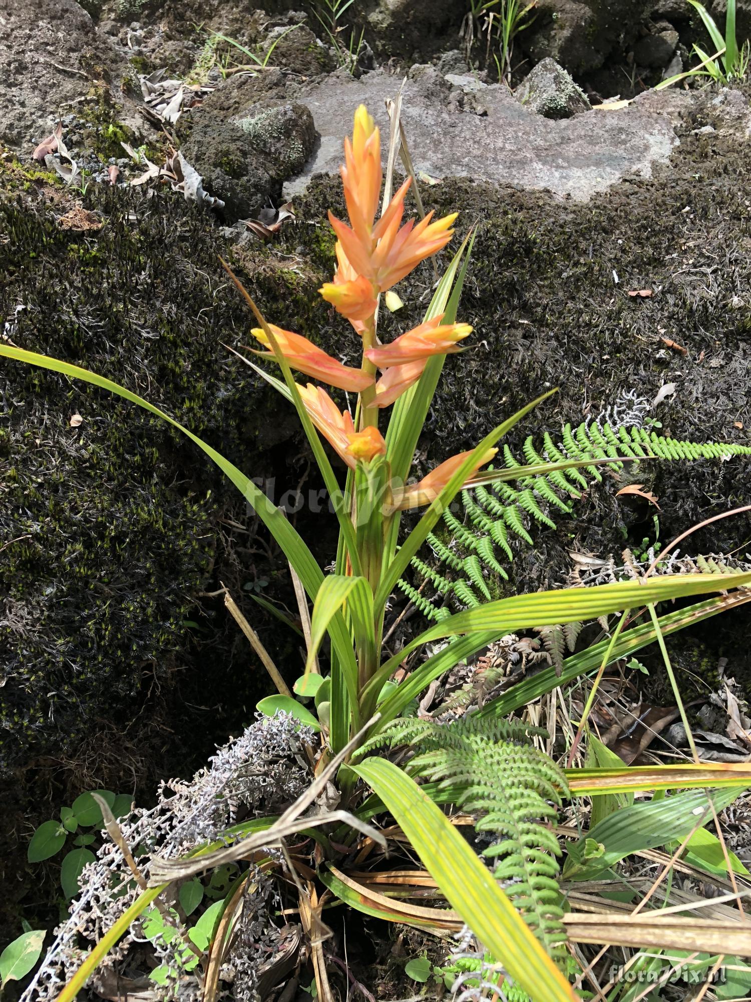 Guzmania plicatifolia