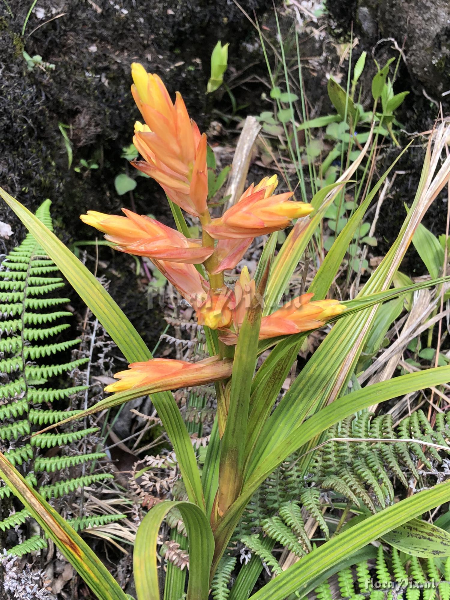 Guzmania plicatifolia