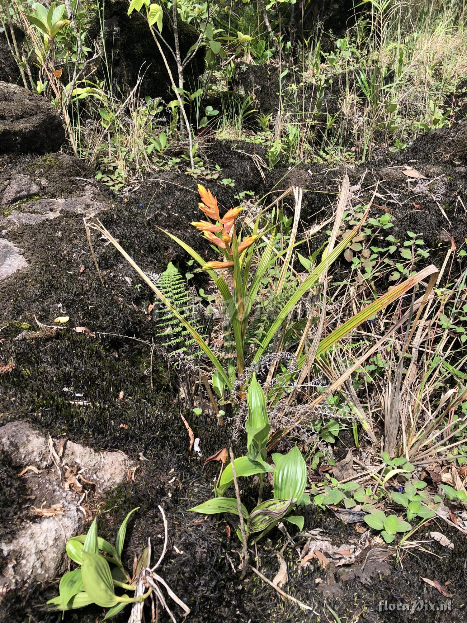 Guzmania plicatifolia