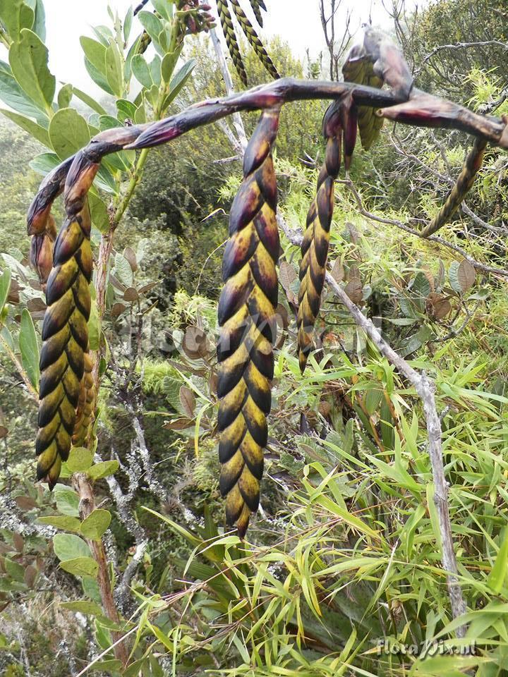 Tillandsia franciscoi