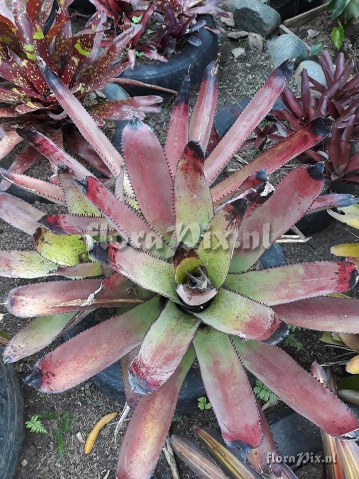 Neoregelia CV