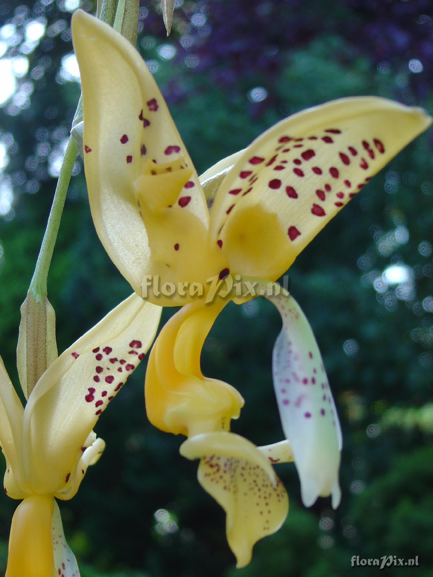 Stanhopea jenischiana