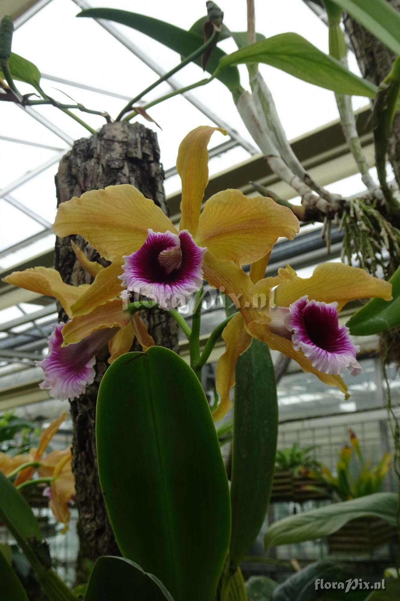 Cattleya tenebrosa f. aurea