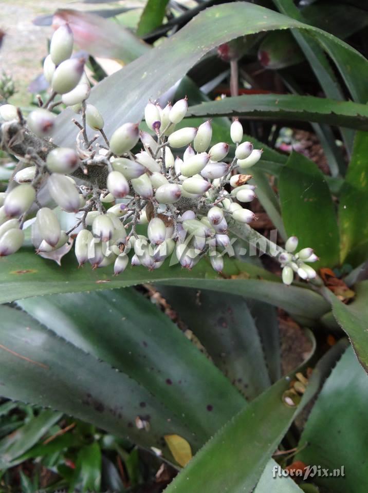 Aechmea luedemanniana