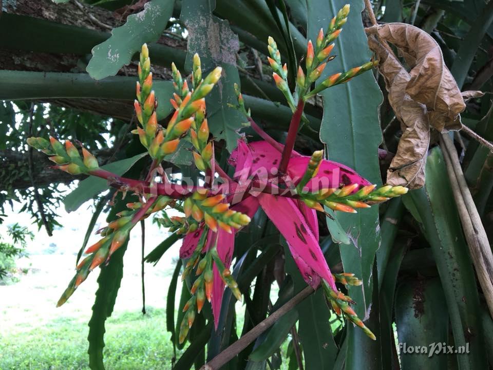 Aechmea nallyi