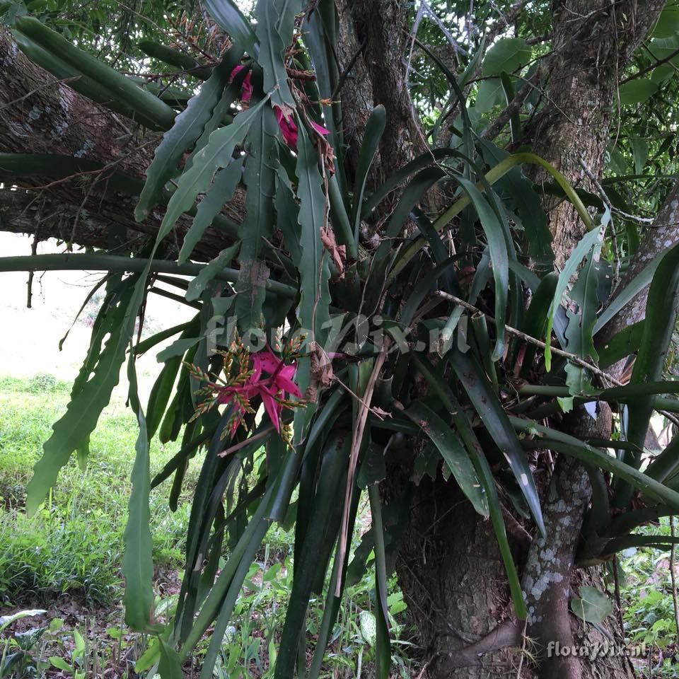 Aechmea nallyi