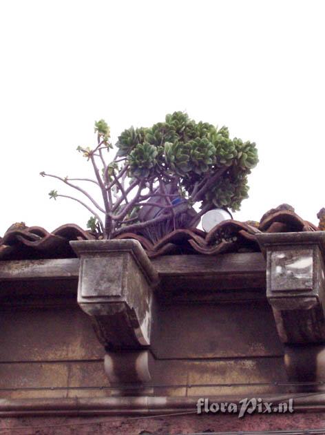 Aeonium arboreum