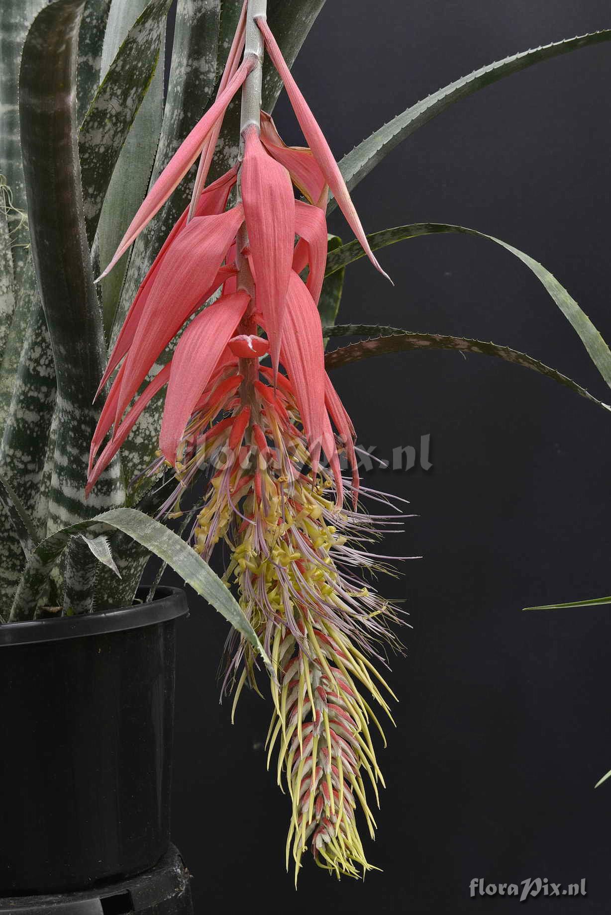 Billbergia tessmannii