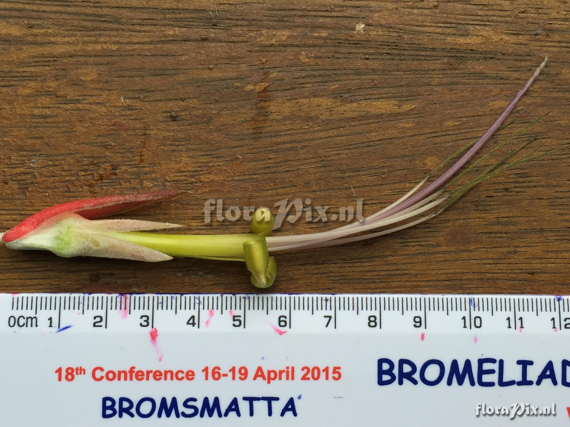 Billbergia tessmannii