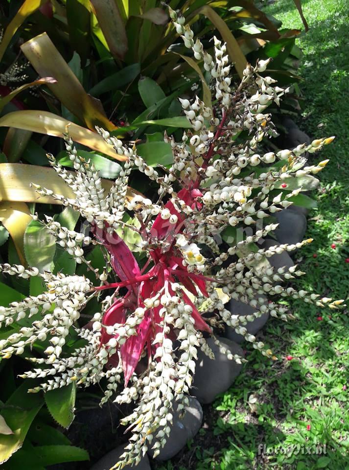 Aechmea servitensis