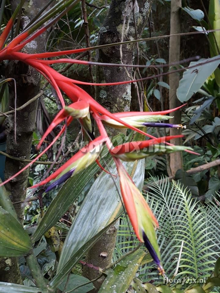 Tillandsia standleyi