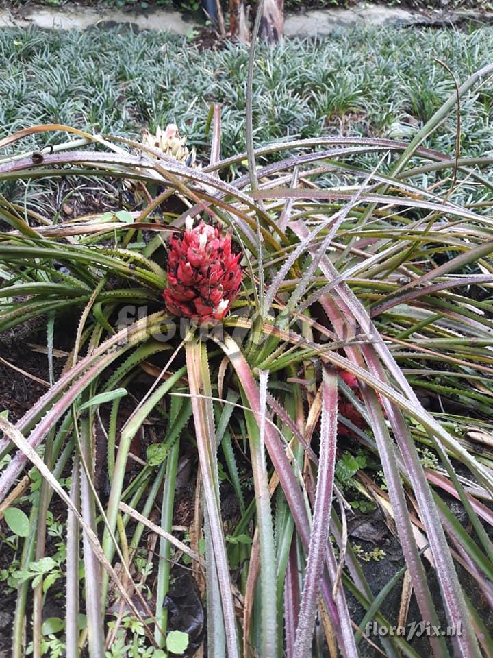 Aechmea longifolia