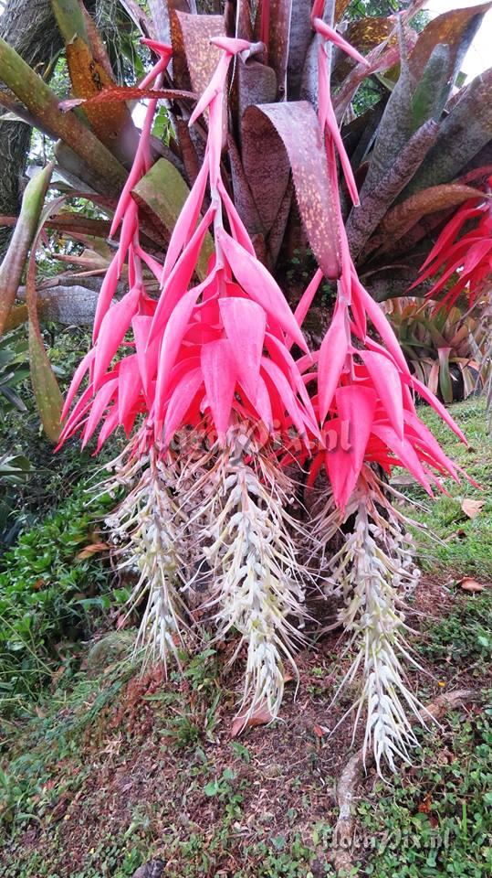 Billbergia estrella de caqueta