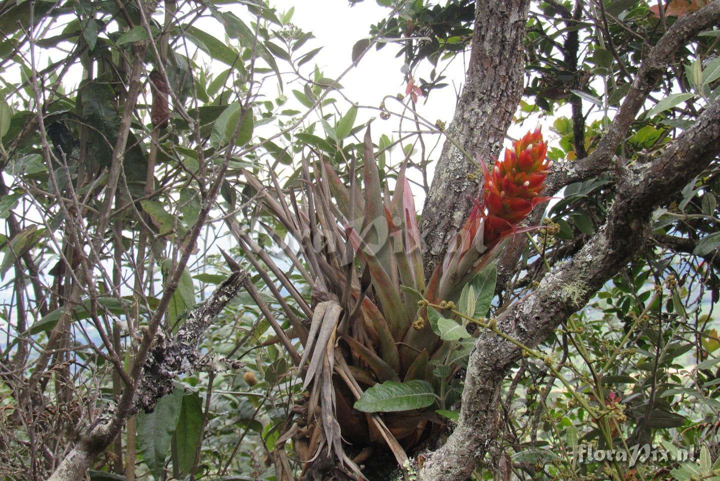 Tillandsia aff archeri