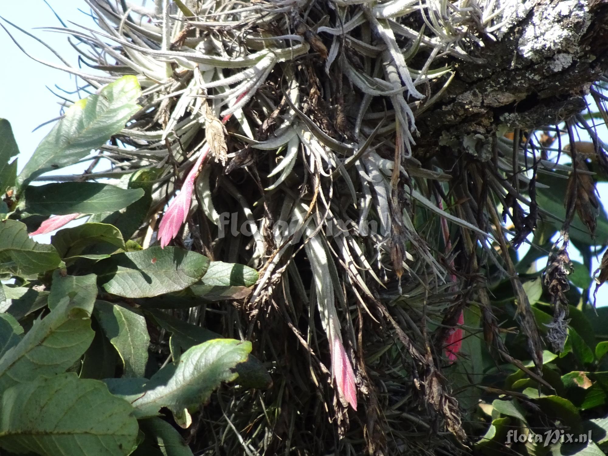 Tillandsia tortilis