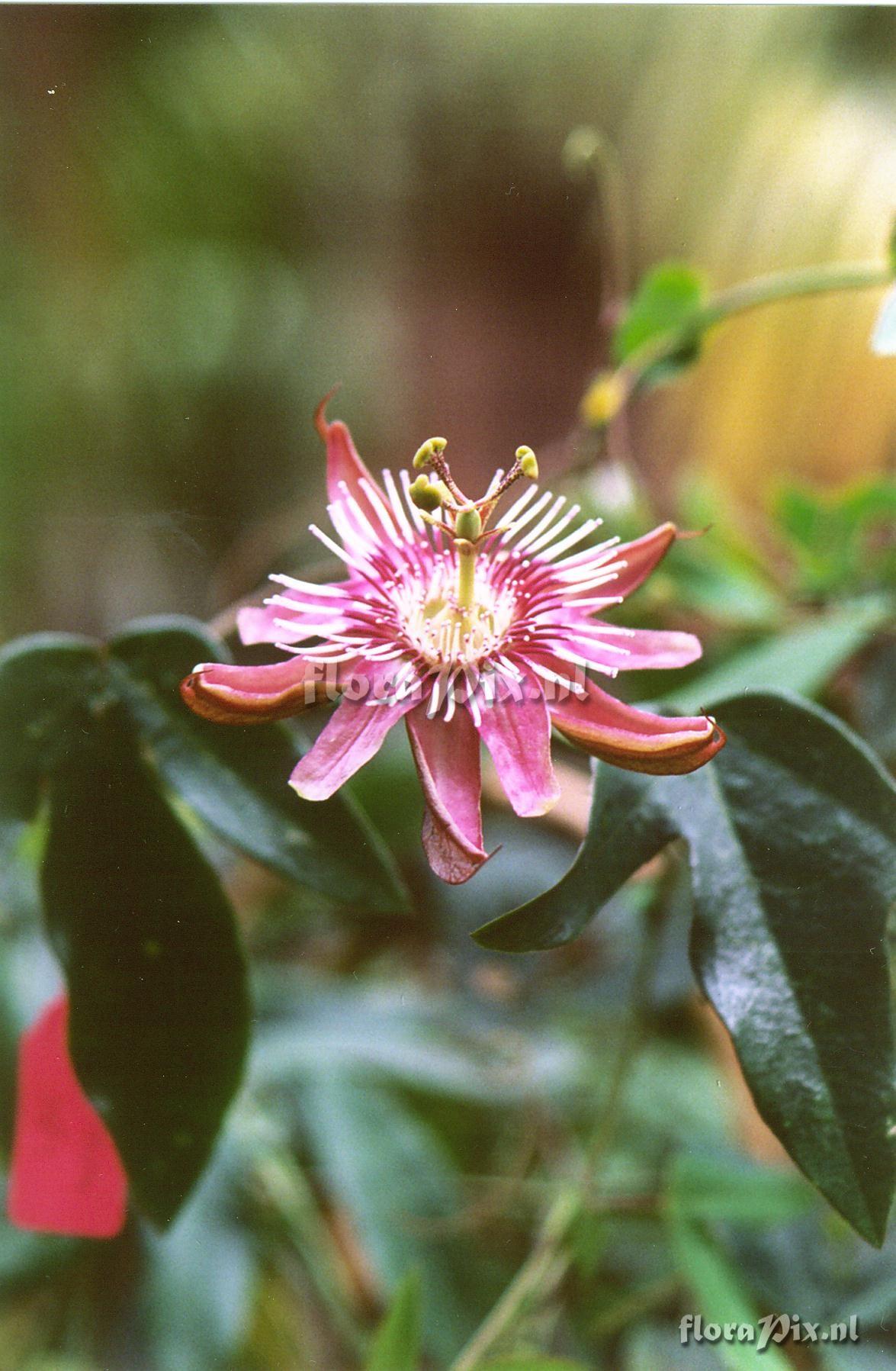 Passiflora 