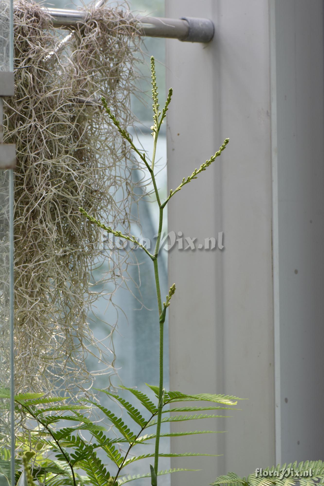 Brocchinia reducta or B. hechtioides