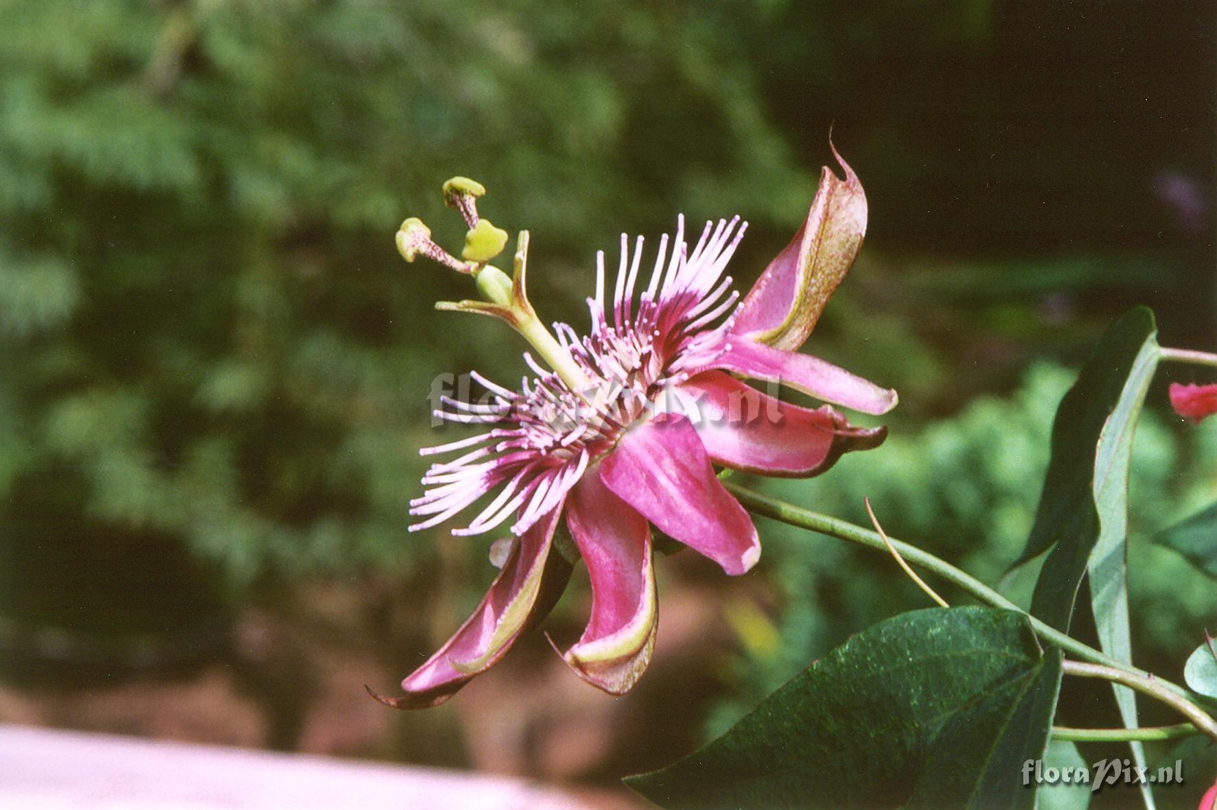 Passiflora 