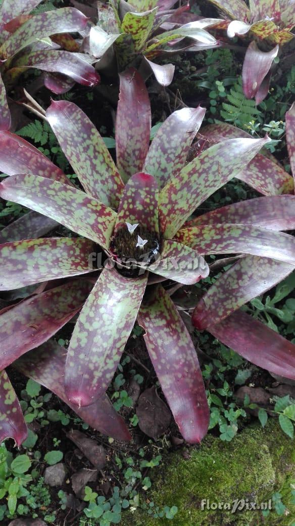 Neoregelia marmorata